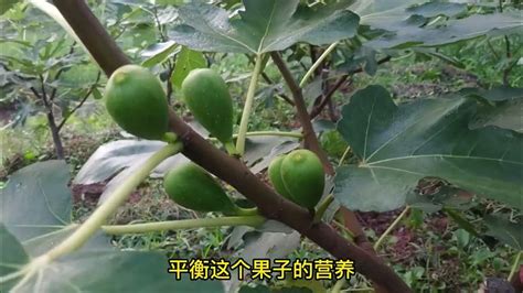 無花果 寓意|无花果